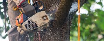 Best Fruit Tree Pruning  in Gordo, AL