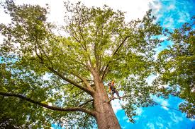 Best Tree Fertilization  in Gordo, AL