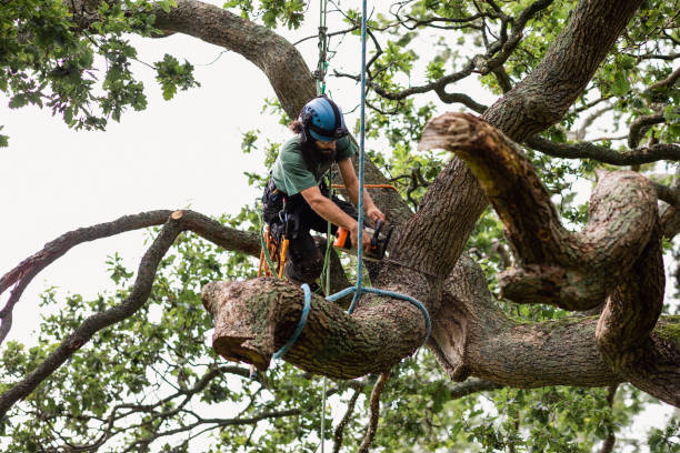 Mulching Services in Gordo, AL