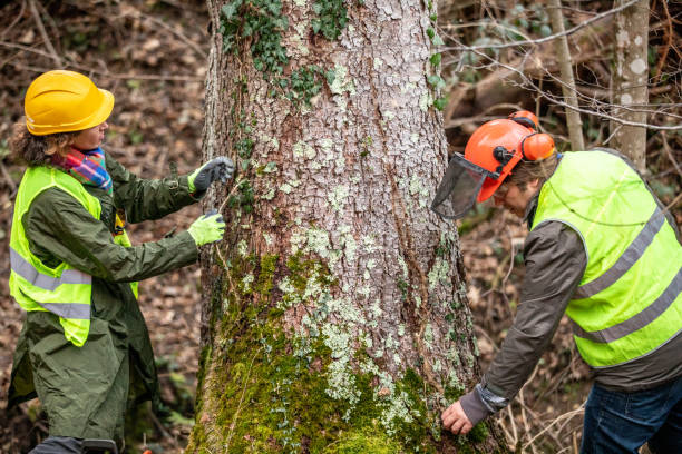 Best Tree Mulching  in Gordo, AL