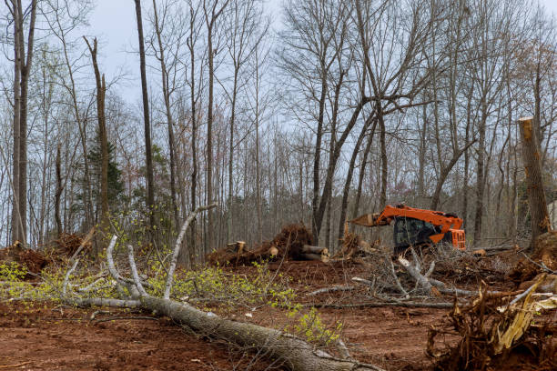 Best Commercial Tree Services  in Gordo, AL