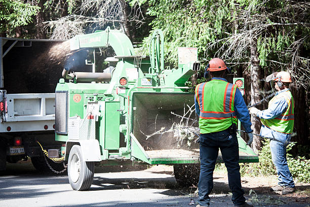 Best Tree Risk Assessment  in Gordo, AL