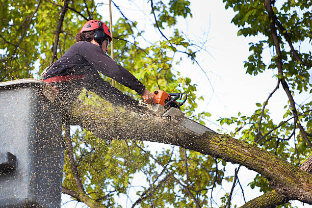 Best Tree Maintenance Programs  in Gordo, AL