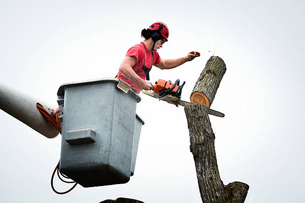 How Our Tree Care Process Works  in  Gordo, AL