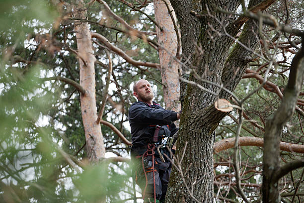 Best Tree Risk Assessment  in Gordo, AL
