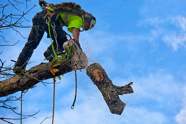  Gordo, AL Tree Care Pros