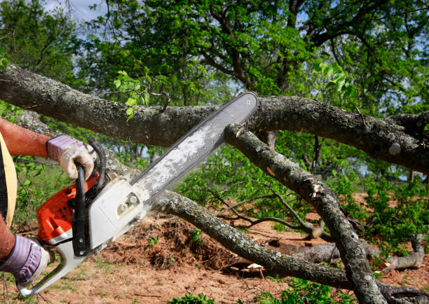 Best Tree Cabling and Bracing  in Gordo, AL