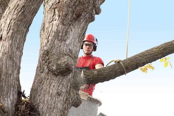 Reliable Gordo, AL Tree Care Solutions